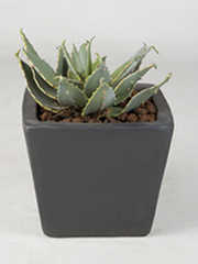 planten-zijde-grijs2