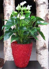 kerst-2009-anthurium