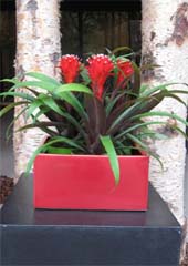 kerst-2009-guzmania