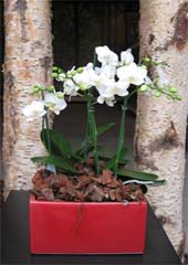 kerst-2009-phalaenopsis
