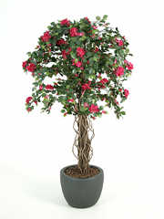 planten-zijde-roos2