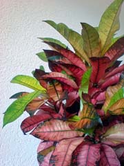 plantenatlas-croton-iceton