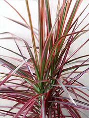 plantenatlas-dracaena-marginata